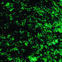Pawling Rigid-Back Nylon SNC insert British Green color a.k.a. 514